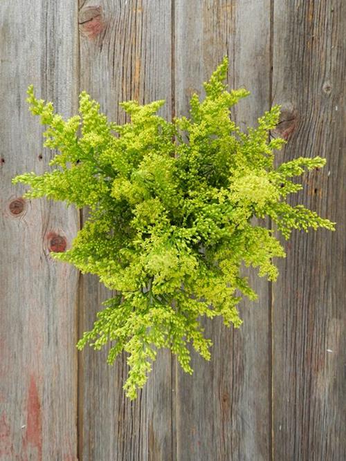 SOLIDAGO YELLOW ASTER